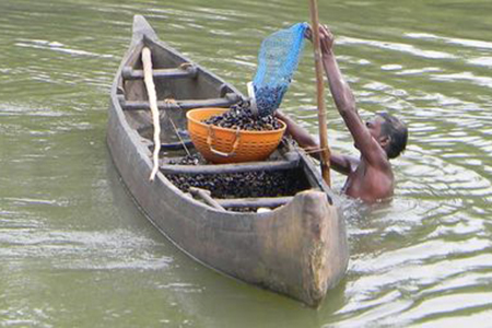 Kayaloram Backwaters